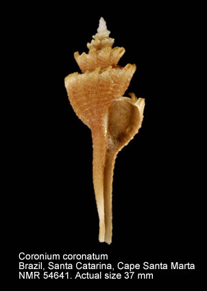 Coronium coronatum.jpg - Coronium coronatum(Penna-Neme & Leme,1978) 
